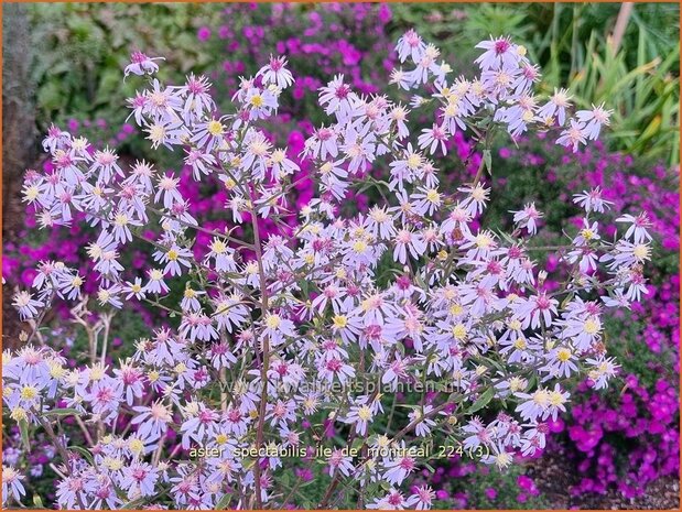 Aster spectabilis 'Ile de Montreal' | Prachtaster, Aster | Prachtaster | Eastern Showy Aster