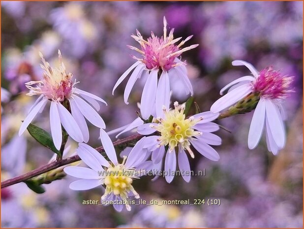 Aster spectabilis 'Ile de Montreal' | Prachtaster, Aster | Prachtaster | Eastern Showy Aster