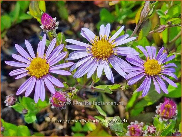 Aster spectabilis 'Macho Blue' | Prachtaster, Aster | Prachtaster | Eastern Showy Aster