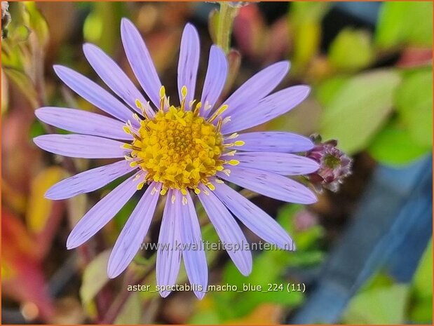 Aster spectabilis 'Macho Blue' | Prachtaster, Aster | Prachtaster | Eastern Showy Aster