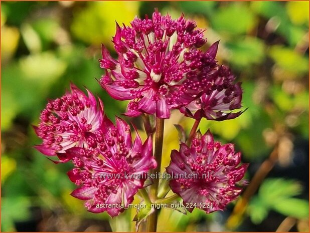 Astrantia major 'Night Owl' | Zeeuws knoopje, Groot sterrenscherm | Große Sterndolde | Greater Masterwort