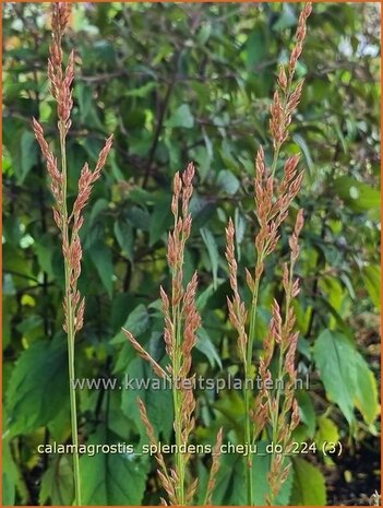 Calamagrostis splendens 'Cheju-Do' | Struisriet | Reitgras | Feather Reed Grass