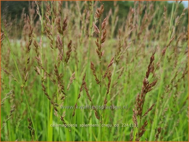 Calamagrostis splendens 'Cheju-Do' | Struisriet | Reitgras | Feather Reed Grass