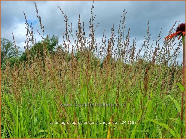 Calamagrostis splendens 'Cheju-Do' | Struisriet | Reitgras | Feather Reed Grass