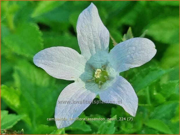 Campanula lactiflora 'Assendon Pearl' | Celtisbladklokje, Klokjesbloem, Klokje | Dolden-Glockenblume | Milky Bellflow