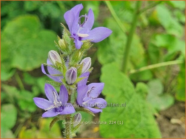 Campanula primulifolia | Spaans klokje, Klokjesbloem, Klokje | Spanische Glockenblume | Spanish Bellflower