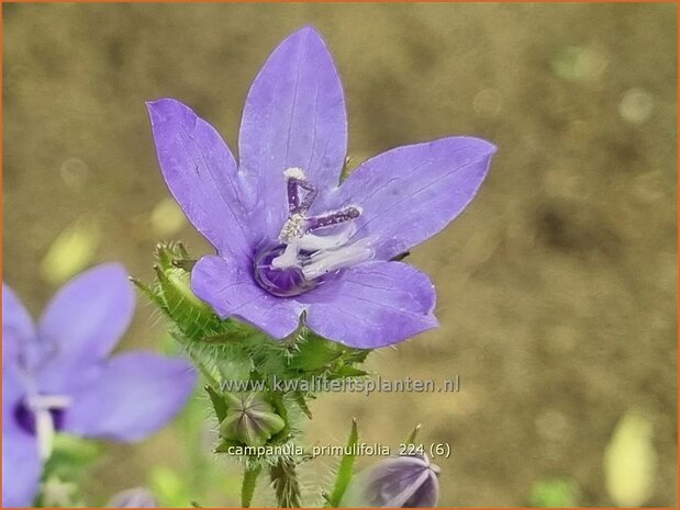 Campanula primulifolia | Spaans klokje, Klokjesbloem, Klokje | Spanische Glockenblume | Spanish Bellflower