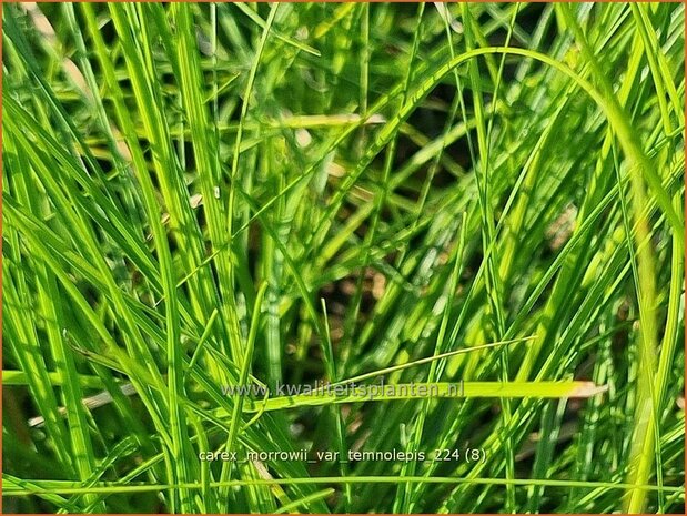 Carex morrowii var. temnolepis | Japanse zegge, Zegge | Zarte Japan-Segge | Japanese Sedge