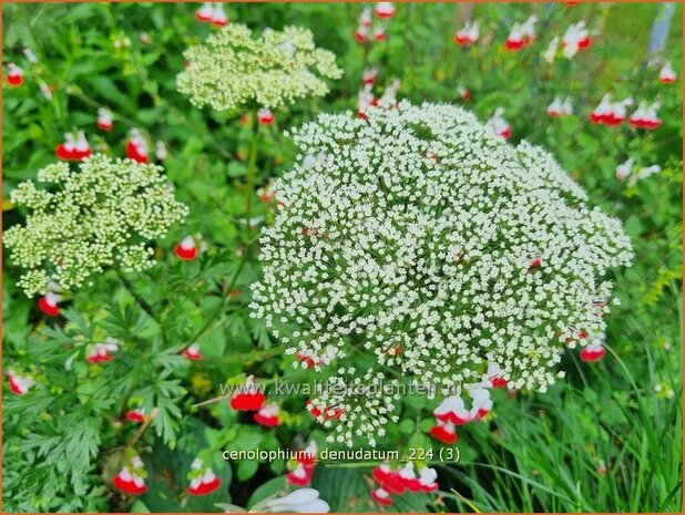 Cenolophium denudatum | Baltische peterselie | Baltische Petersilie | Baltic Parsley