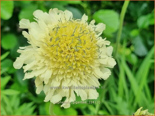 Cephalaria gigantea | Reuzenscabiosa, Schoepkruid, Plathoofd, Gele scabiosa | Großer Schuppenkopf | Giant Yellow Scabiou