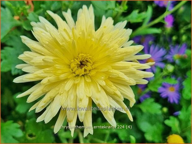 Chrysanthemum 'Erntekranz' | Tuinchrysant, Chrysant | Herbstchrysantheme | Chrysanthemum