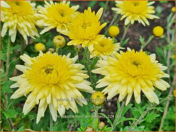 Chrysanthemum 'Erntekranz' | Tuinchrysant, Chrysant | Herbstchrysantheme | Chrysanthemum