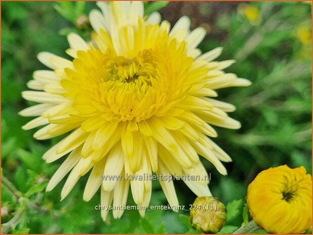 Chrysanthemum 'Erntekranz' | Tuinchrysant, Chrysant | Herbstchrysantheme | Chrysanthemum