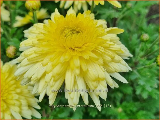 Chrysanthemum 'Erntekranz' | Tuinchrysant, Chrysant | Herbstchrysantheme | Chrysanthemum