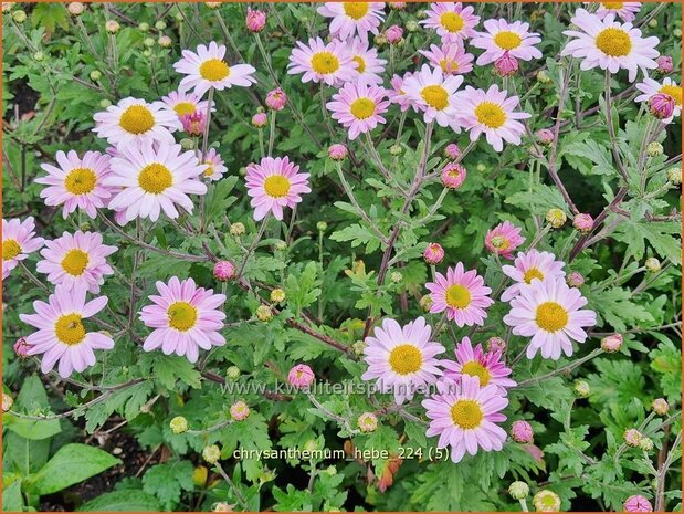 Chrysanthemum 'Hebe' | Tuinchrysant, Chrysant | Herbstchrysantheme | Chrysanthemum