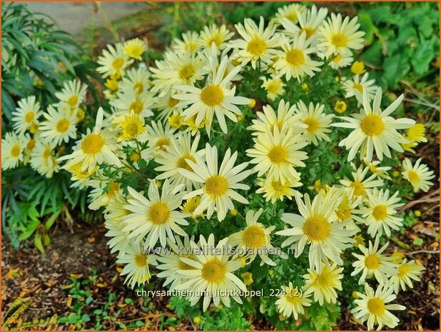 Chrysanthemum 'Lichtkuppel' | Tuinchrysant, Chrysant | Herbstchrysantheme | Chrysanthemum