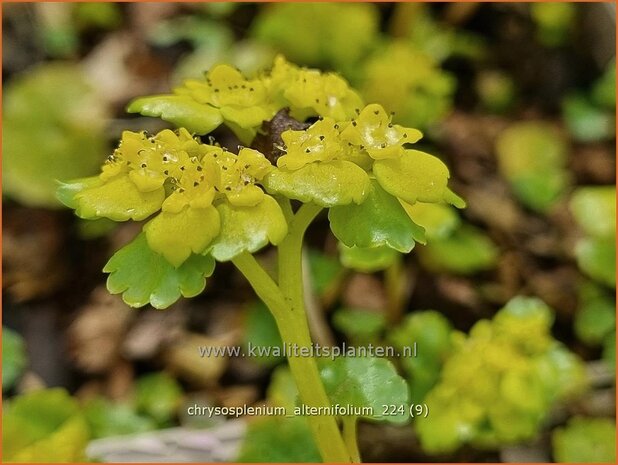 Chrysosplenium alternifolium | Verspreidbladig goudveil, Goudveil | Wechselblättriges Milzkraut | Alternate-Leaved Golden Saxi