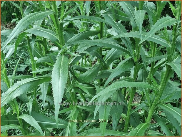 Cirsium canum | Grijze vederdistel, Paarse vederdistel, Vederdistel | Graue Kratzdistel | Queen Anne's thistle