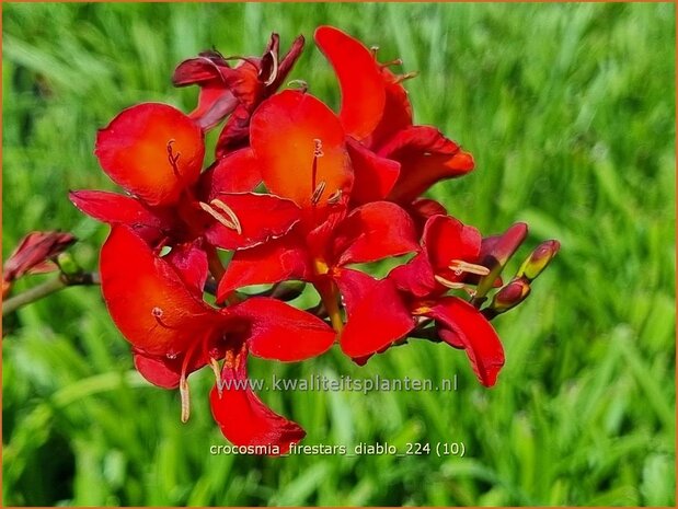 Crocosmia 'Firestars Diablo' | Montbretia | Montbretie | Montbretia