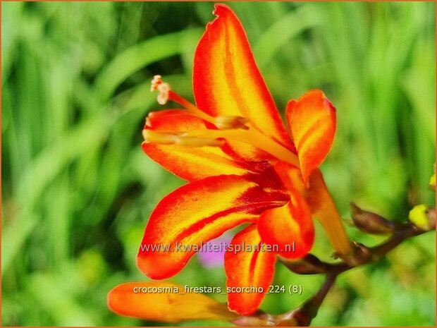 Crocosmia 'Firestars Scorchio' | Montbretia | MontbretiCrocosmia 'Firestars Scorchio' | Montbretia 