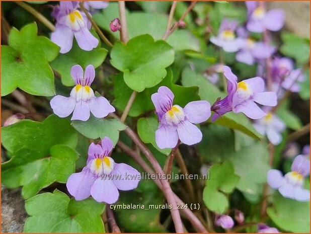 Cymbalaria muralis | Muurleeuwenbek | Mauer-Zimbelkraut | Ivy-Leaf Toadflax