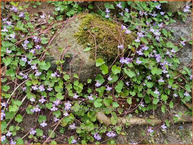 Cymbalaria muralis | Muurleeuwenbek | Mauer-Zimbelkraut | Ivy-Leaf Toadflax