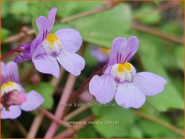 Cymbalaria muralis | Muurleeuwenbek | Mauer-Zimbelkraut | Ivy-Leaf Toadflax