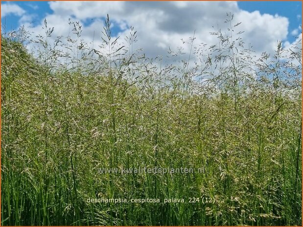 Deschampsia cespitosa 'Palava' | Ruwe smele, Smele | Waldschmiele | Tufted Hair Grass