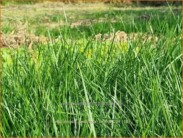 Deschampsia cespitosa 'Palava' | Ruwe smele, Smele | Waldschmiele | Tufted Hair Grass