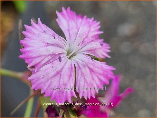 Dianthus barbatus 'Dash Magician' | Duizendschoon, Anjer | Bartnelke | Sweet William