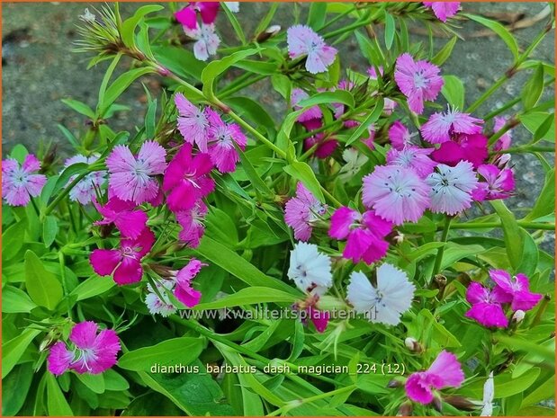 Dianthus barbatus 'Dash Magician' | Duizendschoon, Anjer | Bartnelke | Sweet William