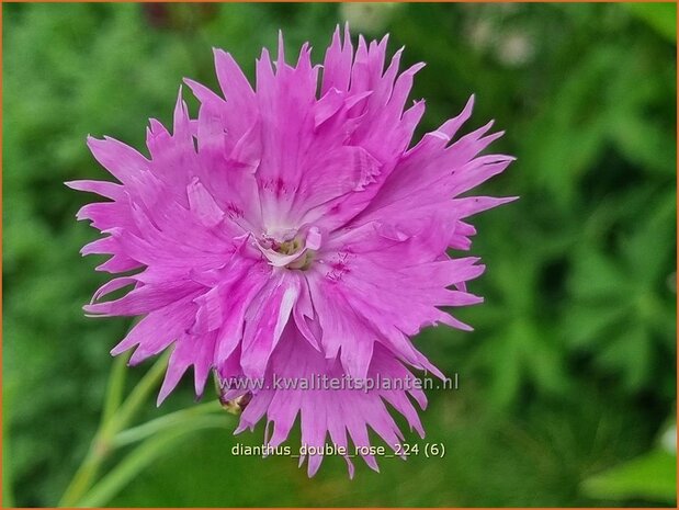 Dianthus 'Double Rose' | Grasanjer, Anjer | Federnelke | Cottage Pink