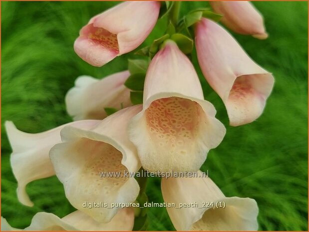 Digitalis purpurea 'Dalmatian Peach' | Gewoon vingerhoedskruid, Vingerhoedskruid, Pijpenkop | Roter Fingerhut | C