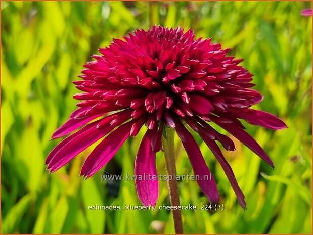 Echinacea 'Blueberry Cheesecake' | Rode zonnehoed, Zonnehoed | Roter Sonnenhut | Purple Coneflower