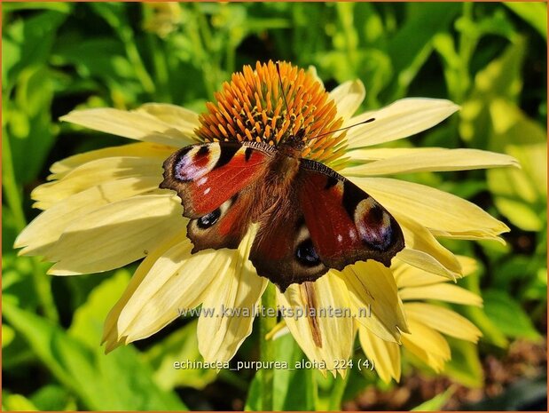 Echinacea purpurea 'Aloha' | Rode zonnehoed, Zonnehoed | Roter Sonnenhut | Purple Coneflower