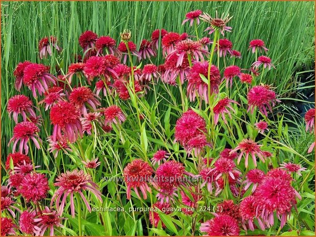 Echinacea purpurea 'Guava Ice' | Rode zonnehoed, Zonnehoed | Roter Sonnenhut | Purple Coneflower