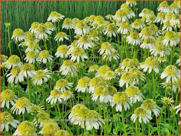 Echinacea purpurea 'Honeydew' | Rode zonnehoed, Zonnehoed | Roter Sonnenhut | Purple Coneflower