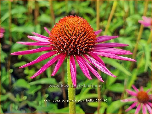 Echinacea purpurea 'Pica Bella' | Rode zonnehoed, Zonnehoed | Roter Sonnenhut | Purple Coneflower