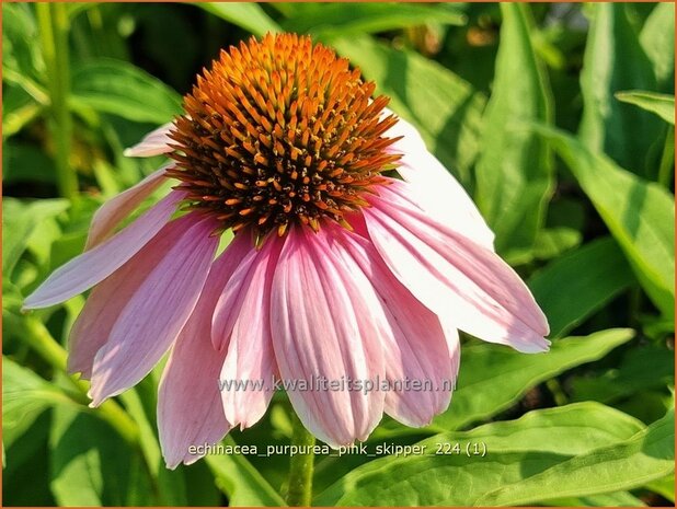 Echinacea purpurea 'Pink Skipper' | Rode zonnehoed, Zonnehoed | Roter Sonnenhut | Purple Coneflower