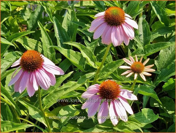 Echinacea purpurea 'Pink Skipper' | Rode zonnehoed, Zonnehoed | Roter Sonnenhut | Purple Coneflower