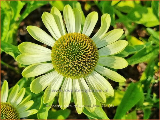 Echinacea purpurea 'Prima Lime' | Rode zonnehoed, Zonnehoed | Roter Sonnenhut | Purple Coneflower