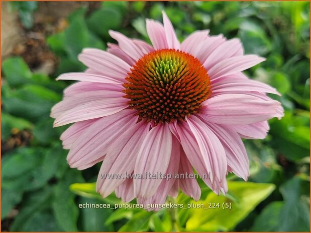 Echinacea purpurea 'Sunseekers Blush' | Rode zonnehoed, Zonnehoed | Roter Sonnenhut | Purple Coneflower