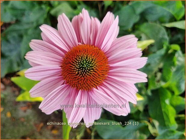 Echinacea purpurea 'Sunseekers Blush' | Rode zonnehoed, Zonnehoed | Roter Sonnenhut | Purple Coneflower