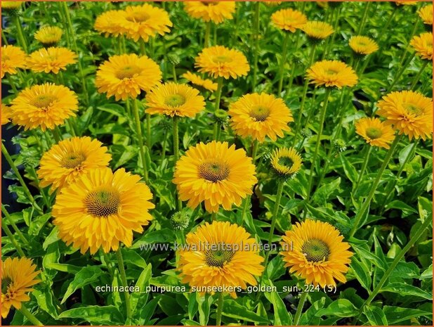 Echinacea purpurea 'Sunseekers Golden Sun' | Rode zonnehoed, Zonnehoed | Roter Sonnenhut | Purple Coneflower