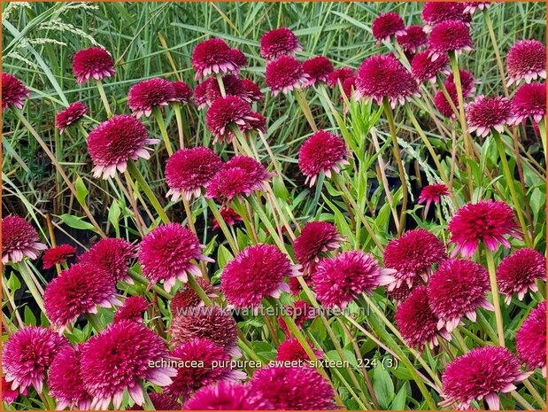 Echinacea purpurea 'Sweet Sixteen' | Rode zonnehoed, Zonnehoed | Roter Sonnenhut | Purple Coneflower