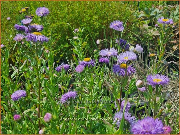 Erigeron 'Azure Beauty' | Fijnstraal | Feinstrahl | Fleabane