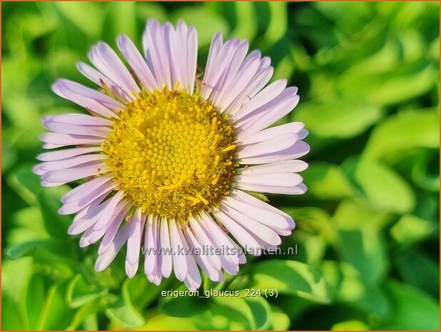 Erigeron glaucus | Kustfijnstraal, Kustmadelief, Fijnstraal | Strand-Berufkraut | Seaside Fleabane