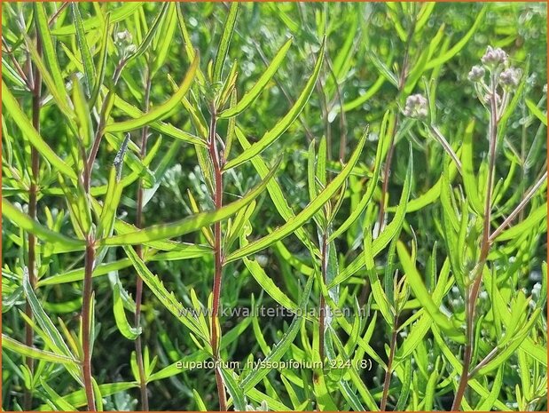 Eupatorium hyssopifolium | Leverkruid, Koninginnekruid | Ysopblättriger Wasserdost | Hyssopleaf Thoroughwort