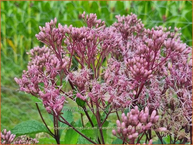 Eupatorium maculatum 'Riesenschirm' | Gevlekt leverkruid, Koninginnekruid, Leverkruid | Gefleckter Wasserdost | S