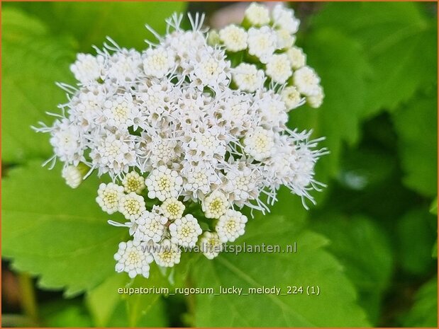 Eupatorium rugosum 'Lucky Melody' | Leverkruid, Koninginnekruid | Braunblättriger Wasserdost | Boneset